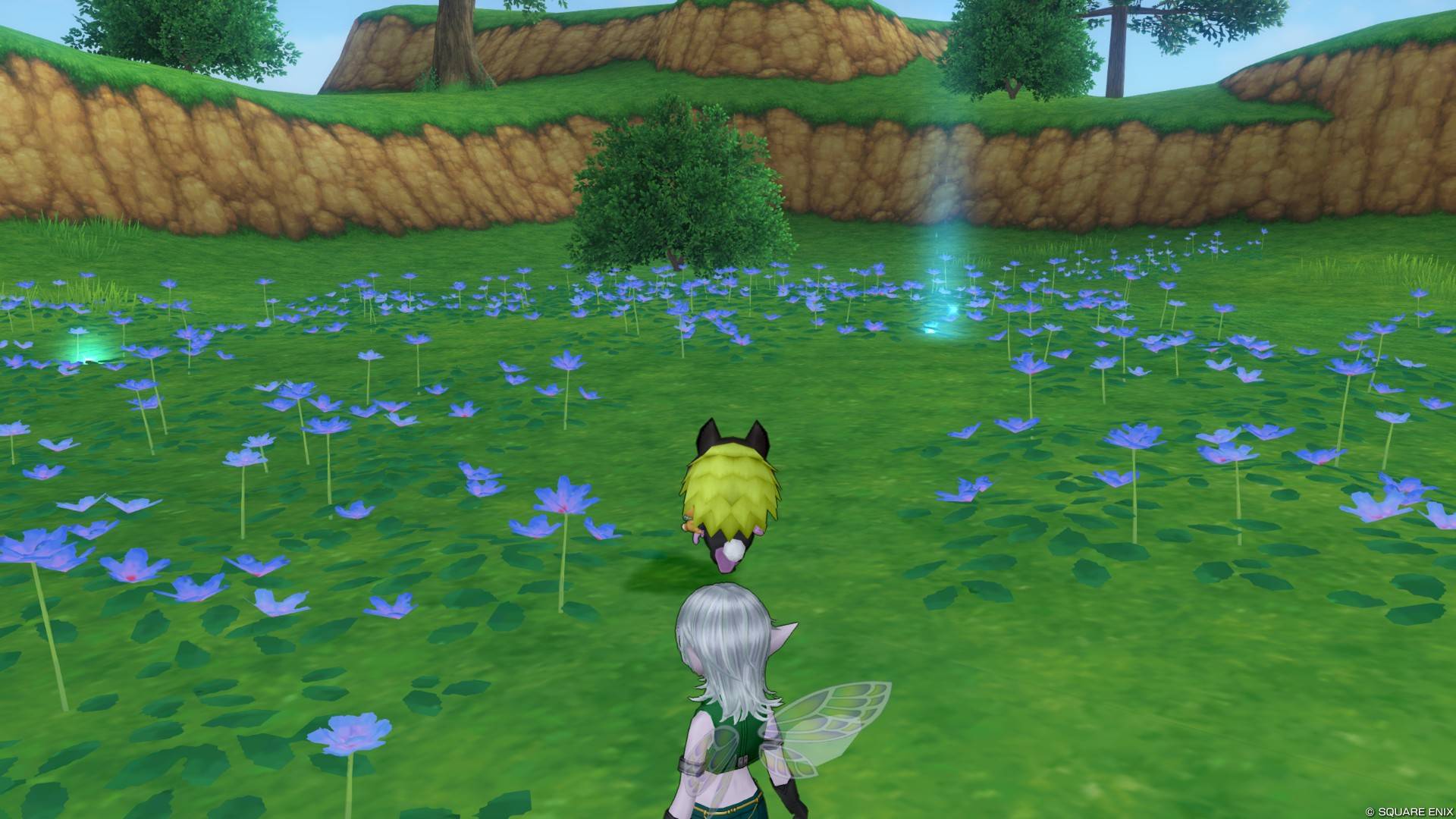 ハピの花